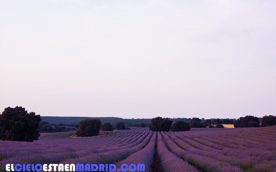 Brihuega, Guadalajara. Floración de la lavanda.