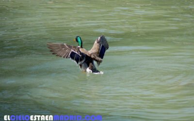 Un paseo por el Retiro (III). Las aves del Retiro.