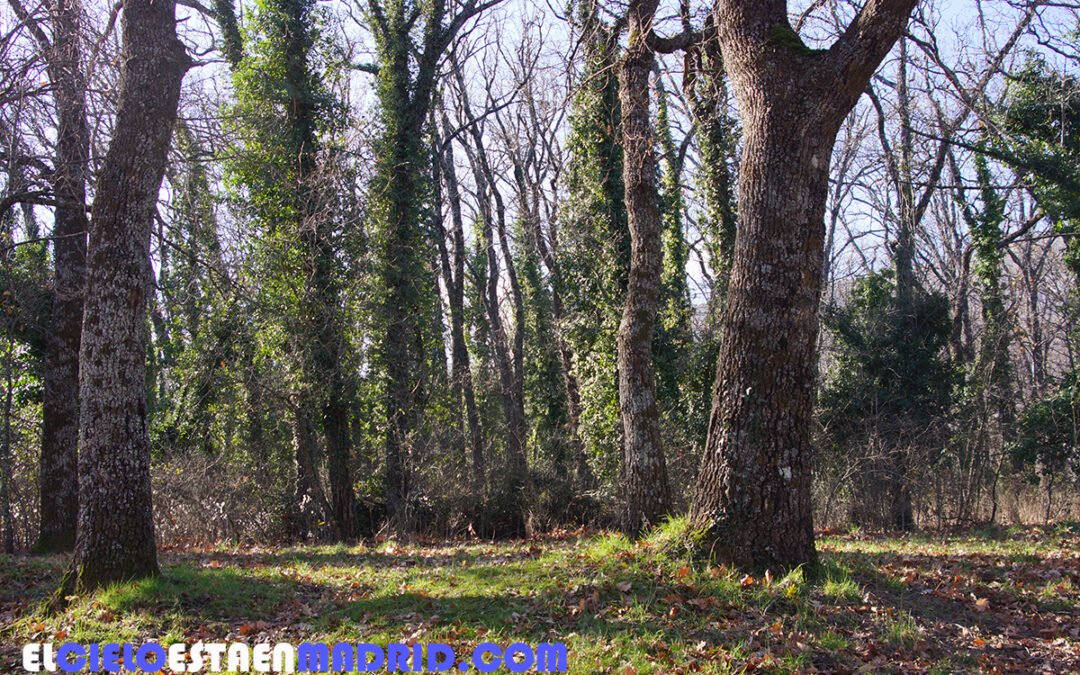 El Bosque de la Herrería en San Lorenzo de El Escorial, Madrid en otoño: un rincón natural único