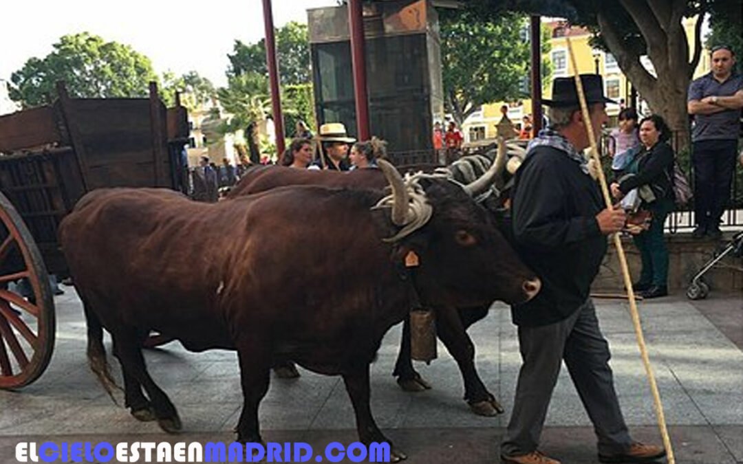 Las Fiestas de Primavera en Murcia: historia, tradición y alegría murcianas.
